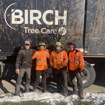 Birch Tree Care - Tree Services Near Me - Vadnais Heights, Minnesota Birch Tree Care - Tree Services Near Me - Vadnais Heights, Minnesota