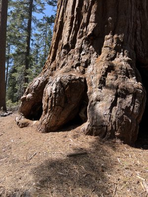 General Grant Tree by null