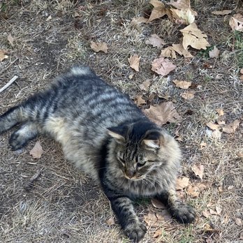 Askos Tours - Cats are taken care of in Pompeii - Walking Tours Near Me - Pompei, NA