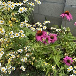 Green Wisdom - Chamomile and echinacea