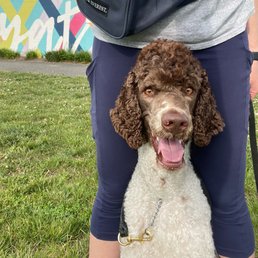 Happy doggo Happy doggo