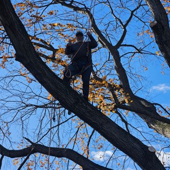 Walt's Tree Service - Tree Services Near Me - Ridley Park, Pennsylvania Walt's Tree Service - Tree Services Near Me - Ridley Park, Pennsylvania