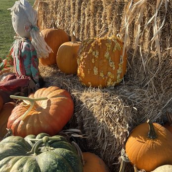 Keema's Pumpkin Farm - Haystacks - CSA Near Me - Elk Grove, California