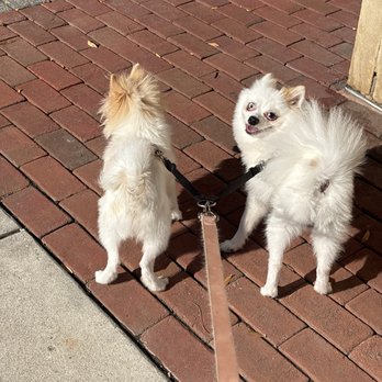 Furry Friends - Puffin and Coco No. 2 - Pet Boarding Near Me Furry Friends - Puffin and Coco No. 2 - Pet Boarding Near Me