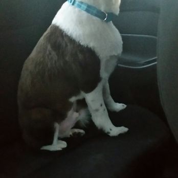 Barbara's Pet Grooming - Pet Groomers Near Me - VALRICO, Florida