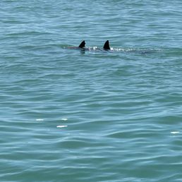 Dolphins!