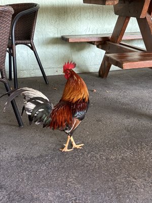 Brutus Land and Sea by null