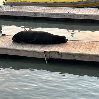 PIER 39 - Sea lion - Shopping Centers Near Me - San Francisco, California PIER 39 - Sea lion - Shopping Centers Near Me - San Francisco, California