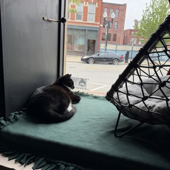 Lazy Cat Lounge - Cute cat - Themed Cafes Near Me - Lowell, Massachusetts Lazy Cat Lounge - Cute cat - Themed Cafes Near Me - Lowell, Massachusetts