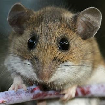 PesTecs - Pest Control Near Me - Darien, Connecticut PesTecs - Pest Control Near Me - Darien, Connecticut
