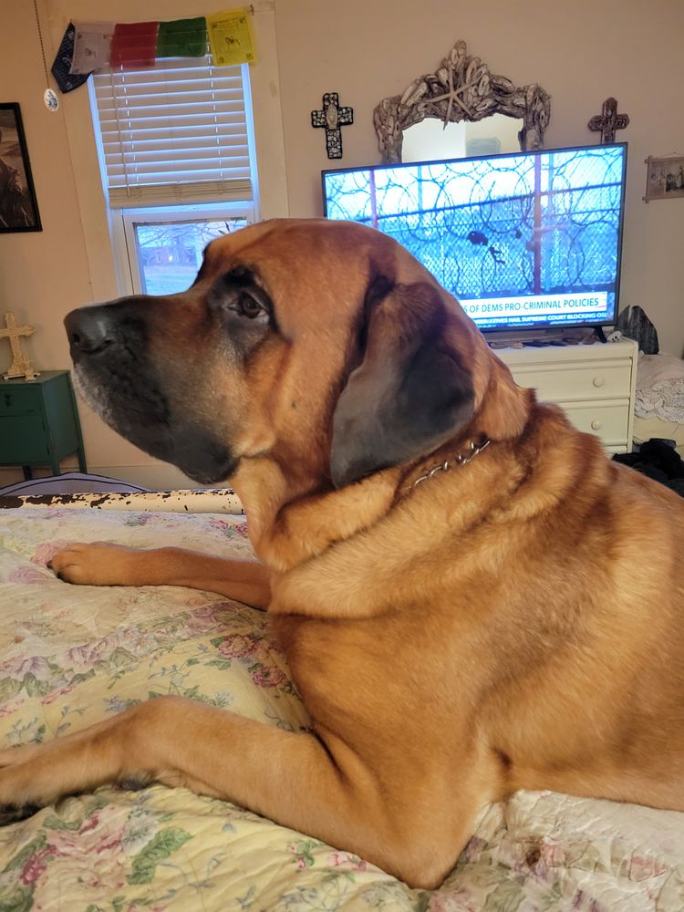 COURTNEYS MOBILE GROOMING Jasper, Pet Groomers Phone