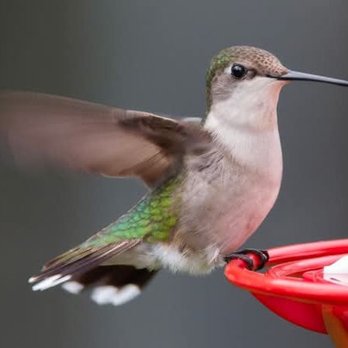 Village at Marshfield - I love all the hummingbirds here! - Apartments Near Me - Marshfield, Massachusetts