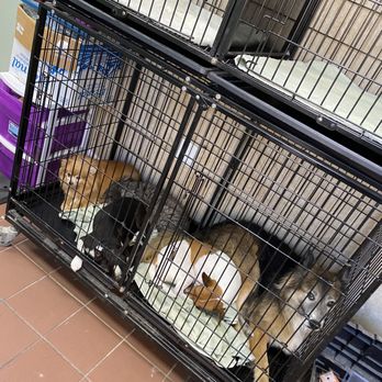 Custom Clips Pet Grooming - Too many dogs in 1 cage. Sad sad - Pet Groomers Near Me - Las Vegas, Nevada Custom Clips Pet Grooming - Too many dogs in 1 cage. Sad sad - Pet Groomers Near Me - Las Vegas, Nevada