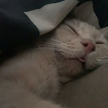 Inland Valley Veterinary Specialists & Emergency Center - My boy Stu is now resting comfortably, thanks to the team at IVVS. - Veterinarians Near Me - Upland, California Inland Valley Veterinary Specialists & Emergency Center - My boy Stu is now resting comfortably, thanks to the team at IVVS. - Veterinarians Near Me - Upland, California