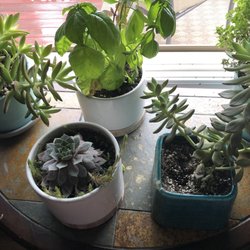 St Joseph Farmer's Market - Plants for sale