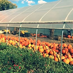 Pumpkin Picking