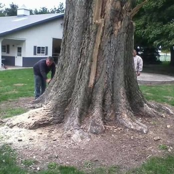 Stump-Eez - Stump-Eez - Tree Services Near Me - Clinton, Illinois