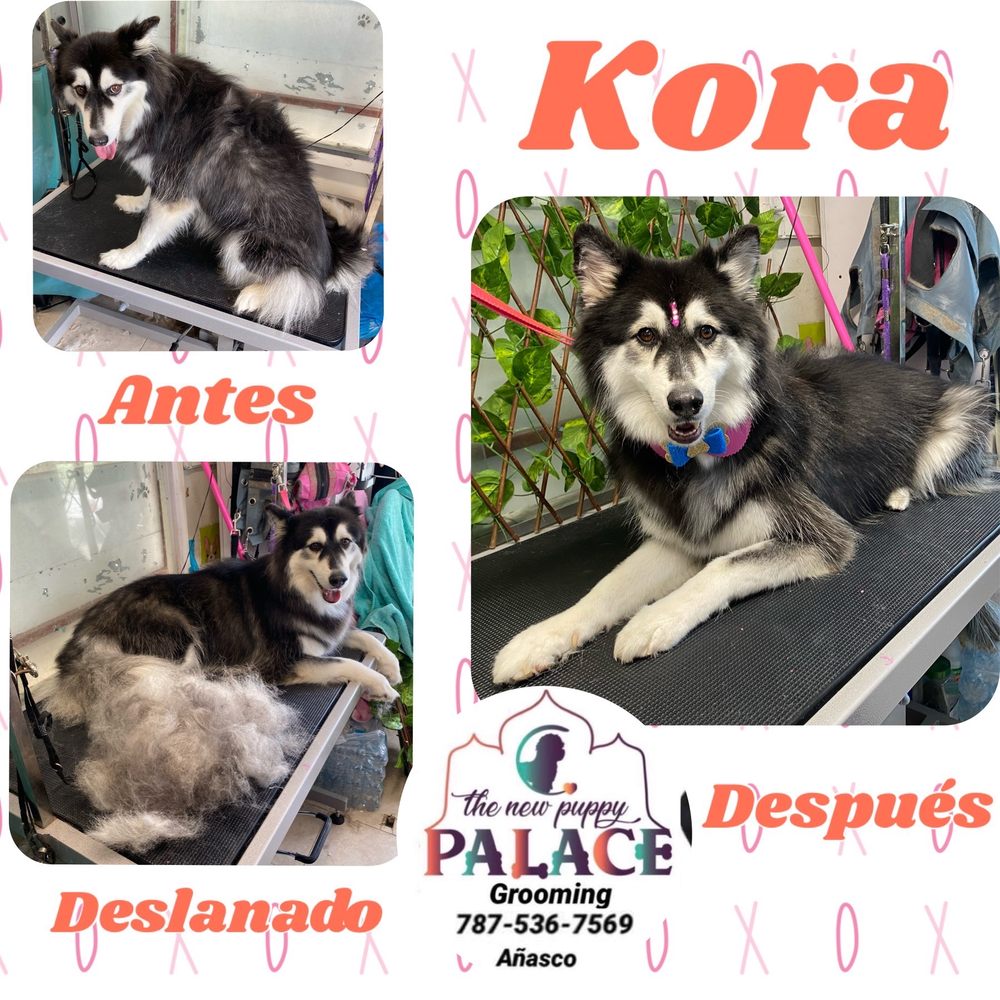 New Puppy Palace Grooming Image