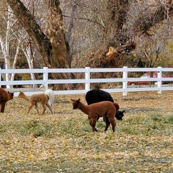 Uinta Alpacas