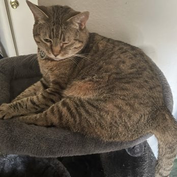 Homeward Bound Cat Adoptions - Animal Shelters Near Me - Las Vegas, Nevada