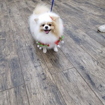 Nikki's Pet Spa - I am beyond pleased every time i take my dog. Their prices are great, usually call ahead just to make sure they are able to take her in. - Pet Groomers Near Me - Norco, California Nikki's Pet Spa - I am beyond pleased every time i take my dog. Their prices are great, usually call ahead just to make sure they are able to take her in. - Pet Groomers Near Me - Norco, California
