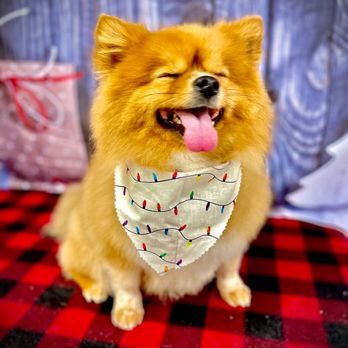Grooming Emporium - My baby Bridget - Pet Groomers Near Me - Lowell, Massachusetts