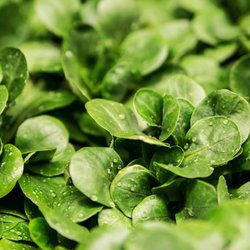 Circle of Life Holistic Programs and Retreats - Greens are loaded with protein.