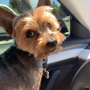 Luv-n-sudz Mobile Grooming - Mr Chow - Pet Groomers Near Me Luv-n-sudz Mobile Grooming - Mr Chow - Pet Groomers Near Me