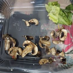 Kelly's Tavern - Old mushrooms that were very slimy to the touch