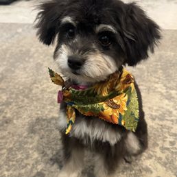 Puppy Puppy