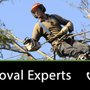 Photo of Pro Tree Removal Brisbane Qld