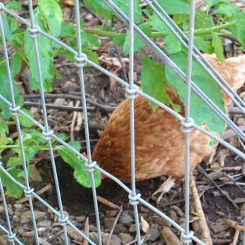Queens County Farm Museum - Chicken - Museums Near Me - Floral Park, New York