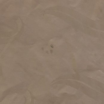 Quality Inn - Animal paw marks on the comforter - Hotels Near Me - Salem, Virginia Quality Inn - Animal paw marks on the comforter - Hotels Near Me - Salem, Virginia