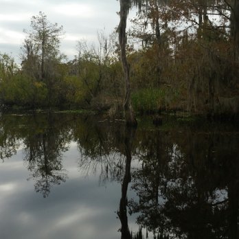 Cajun Critters Swamp Tour - Swamp scenery. - Tours Near Me - Westwego, Louisiana