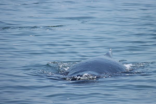 Prince of Whales - Whale & Marine Wildlife Adventures Vancouver by null