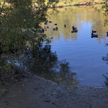 Los Jilgueros Preserve - Ducks in pond. - Parks Near Me - Fallbrook, California Los Jilgueros Preserve - Ducks in pond. - Parks Near Me - Fallbrook, California