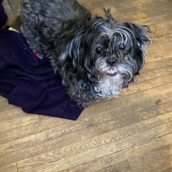 Cincinnati Animal Care - Miss Piggy