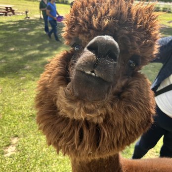 Canzelle Alpacas - Farms Near Me - Carpinteria, California