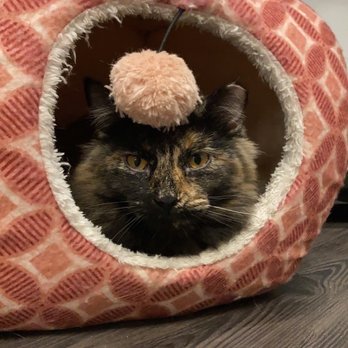 Whisker Station - Pet Adoption Near Me - Kirkwood, Missouri