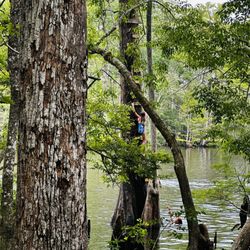 Morrison Springs - Tree ladders and rope swings