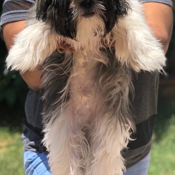 Messy Mutt - Pet Groomers Near Me Messy Mutt - Pet Groomers Near Me