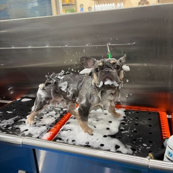Hollywood Pet Center - Pet Stores Near Me - Burbank, California Hollywood Pet Center - Pet Stores Near Me - Burbank, California
