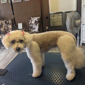 Country K-9 Grooming - Pet Groomers Near Me - Coolidge, Arizona