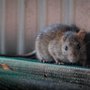 Photo of X-Terminator Pest Control