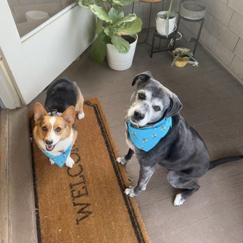 Superior Pet Grooming - Clean dogs with matching bandanas! - Pet Groomers Near Me - Sacramento, California