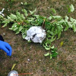 Pest in Peace Control Solutions - Wasp nest removal