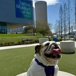 Tampa Dog Run
