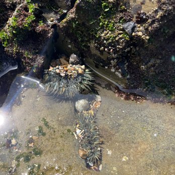 Abalone Cove Park - Parks Near Me - Rancho Palos Verdes, California