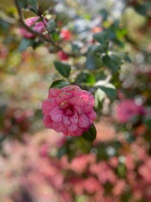 Kubota Garden by null