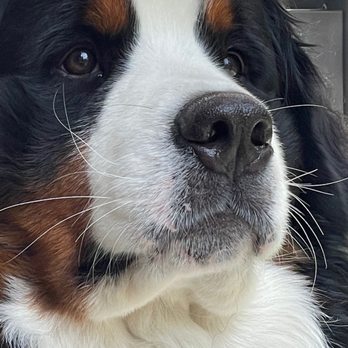 The Traveling Groomers - Samson - Pet Groomers Near Me